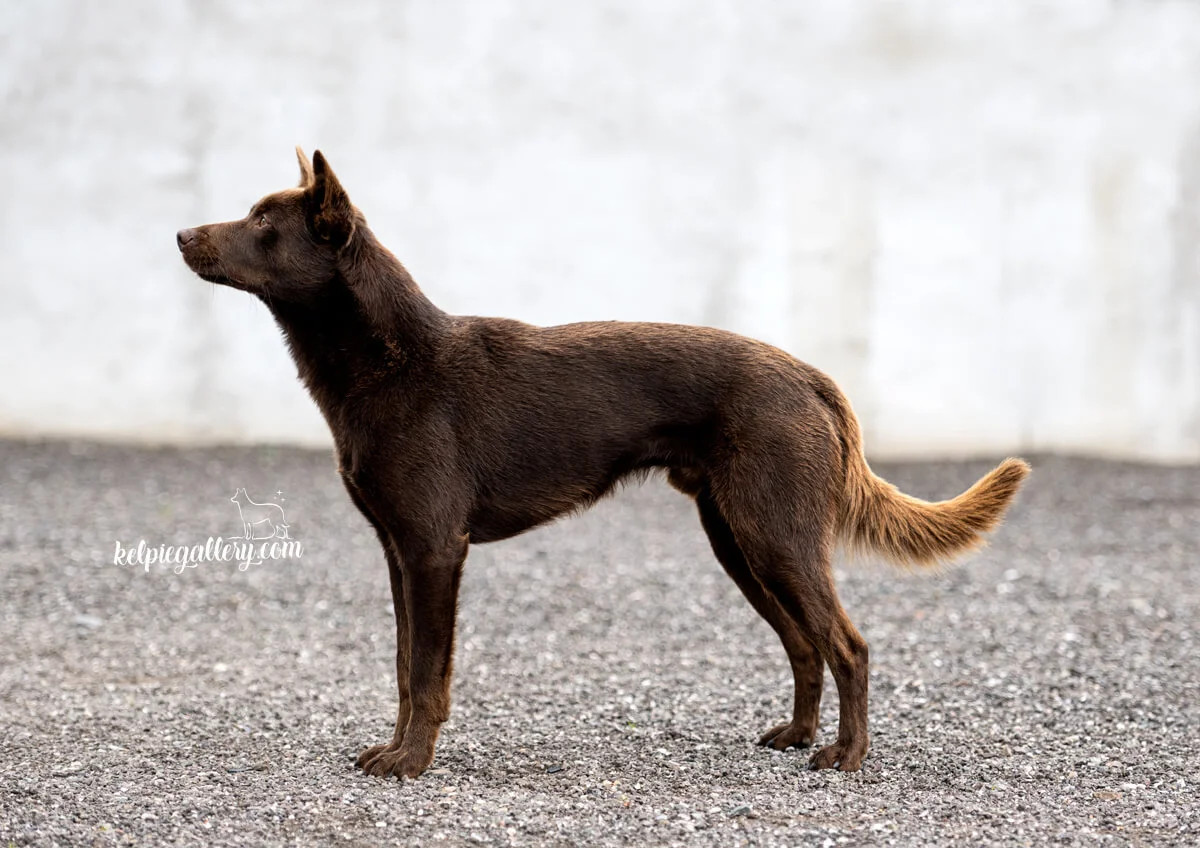 Foto: Sofia Olsson , Kelpiegallery.se