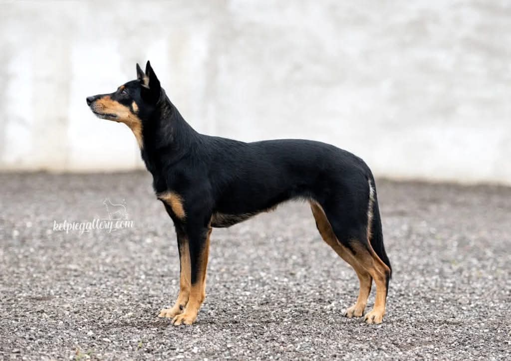 Foto: Sofia Olsson , Kelpiegallery.se