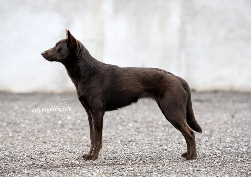 Foto: Sofia Olsson , Kelpiegallery.se